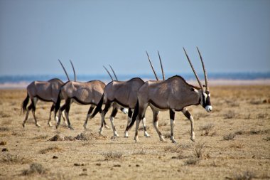 dört oryx etkin natinal park Namibya Afrika adlı bir grup