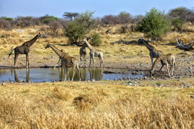 yakınındaki bir su birikintisinin etkin Milli Parkı Namibya Afrika zürafa grubu