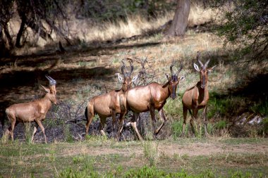 daan viljoen oyunda kırmızı hartebeest bir grup park Namibya