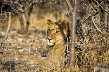 A lion looking at me at etosha national park namibia africa clipart