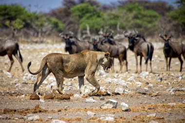 A lioness in front of wildebeest at etosha national park namibia africa clipart