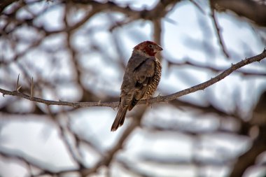 Kırmızı başlı finch, etkin Milli Parkı Namibya