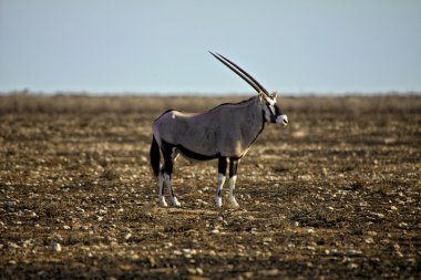 un oryx en namibia Parque Nacional etosha