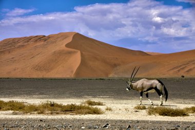 bir antilop önünde büyük bir kumul sossusvlei namib naukluft Parkı