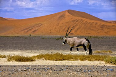 bir antilop önünde büyük bir kumul sossusvlei namib naukluft Parkı