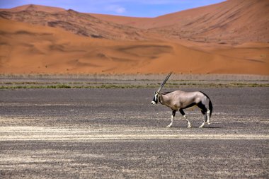 bir antilop önünde büyük bir kumul sossusvlei namib naukluft Parkı