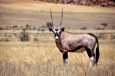 An oryx in the namib naukluft national park namibia africa clipart