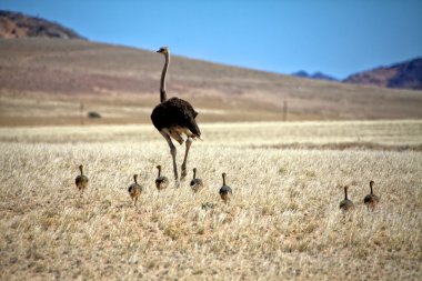 An ostrich and his cubs near luderitz sperrgebiet national park namibia afr clipart