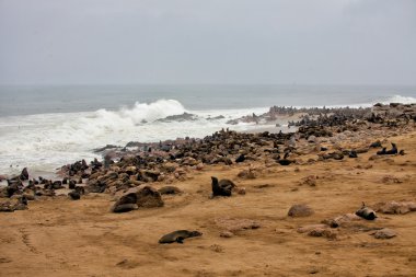 mühür kolonisi cape plaj çapraz mühür Namibya Afrika saklıdır.