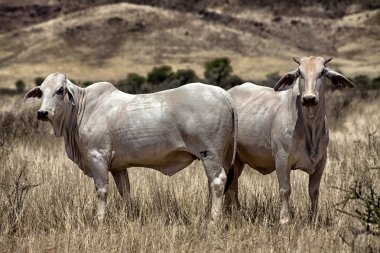 namib naukluft Milli Parkı Namibya Afrika'da inek