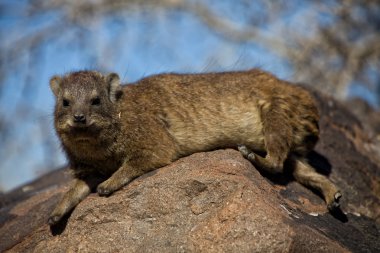 titreme ağaç orman Namibya Afrika dassie rock