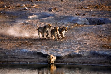 Lion cub running near a waterhole at etosha national park namibia clipart