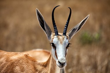 güzel springbok etkin Milli Parkı Namibya