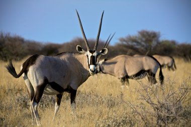 etkin Milli Parkı Namibya çim yeme Afrika antilobu