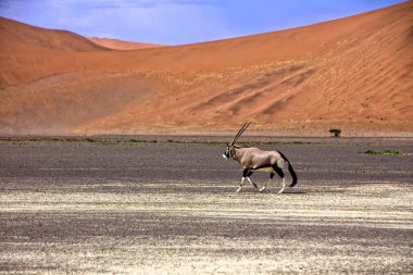 Oryx önünde büyük bir kumul sossusvlei namib naukluft Parkı na