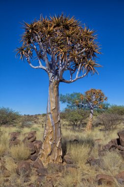 ağaç titreme ağaç orman Namibya Afrika, titredim