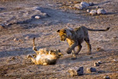 etkin ulusal oynayan iki genç aslanlar Namibya Afrika park