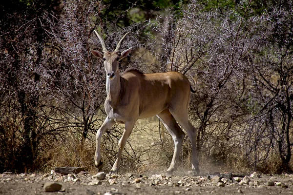 大安 viljoen 游戏在大羚羊公园纳米比亚非洲 — 图库照片