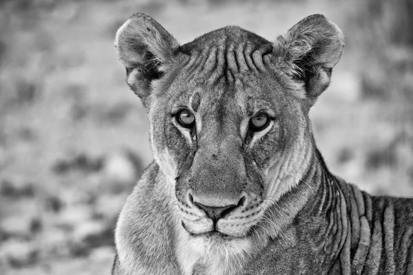 Una faccia bianca e nera di un leone al parco nazionale etosha namibia africa — Foto Stock