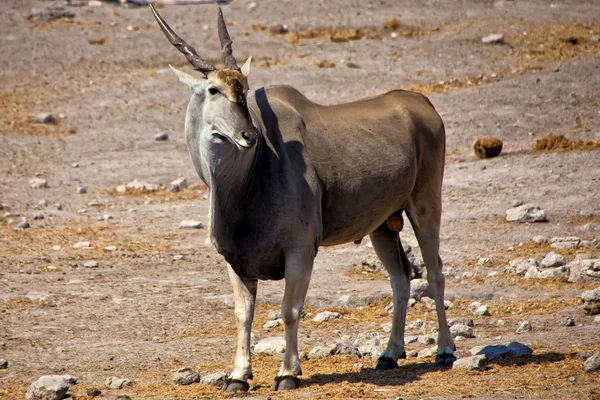 Um eland grande perto de um waterhole no parque nacional de etosha — Fotografia de Stock