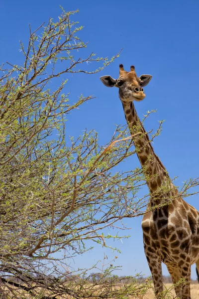 Uma grande girafa no parque nacional de etosha namibia áfrica — Fotografia de Stock