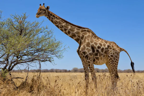 Una grande giraffa nel parco nazionale di etosha namibia — Foto Stock