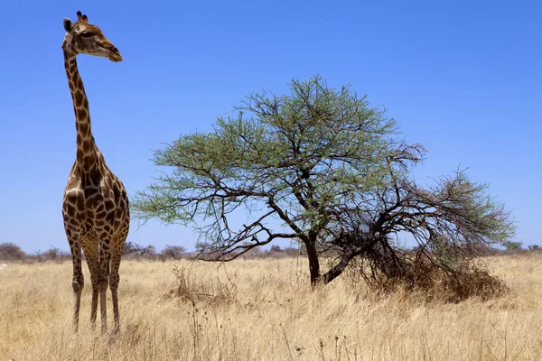 Egy nagy zsiráf az etosha nemzeti parkban Namíbia — Stock Fotó