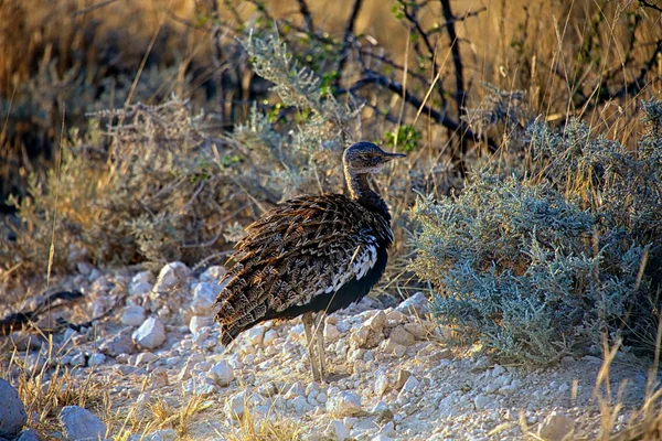 Ptak w parku narodowym etosha namibia — Zdjęcie stockowe