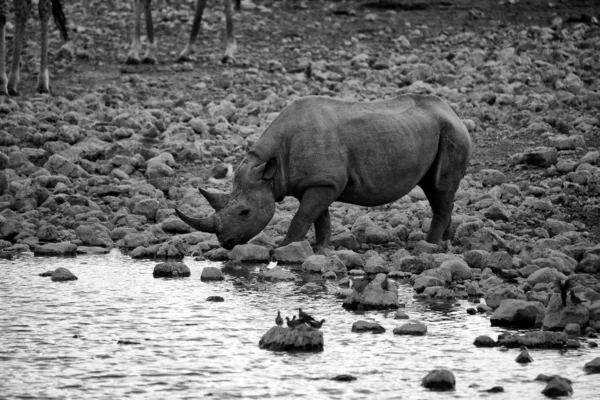 Un rhinocéros noir eau potable dans le parc national d'etosha — Photo