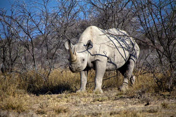 Чёрный носорог в национальном парке Этоша Намибия Африка — стоковое фото