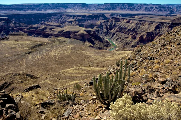 Een cactus voor de fish river canyon Zuid-Namibië — Stockfoto