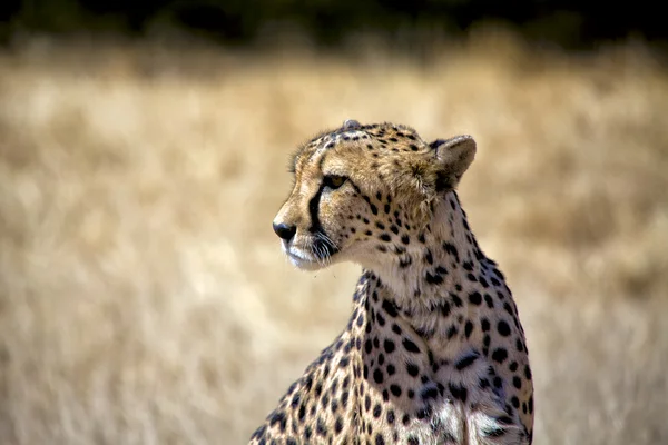 Een cheetah in etosha national park Namibië Afrika — Stockfoto