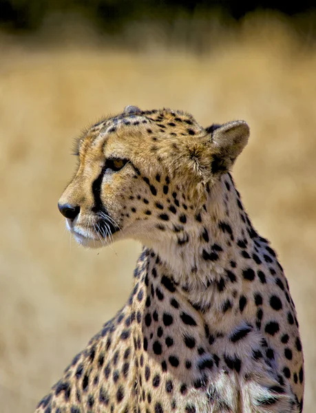 Un guepardo en etosha parque nacional namibia — Foto de Stock