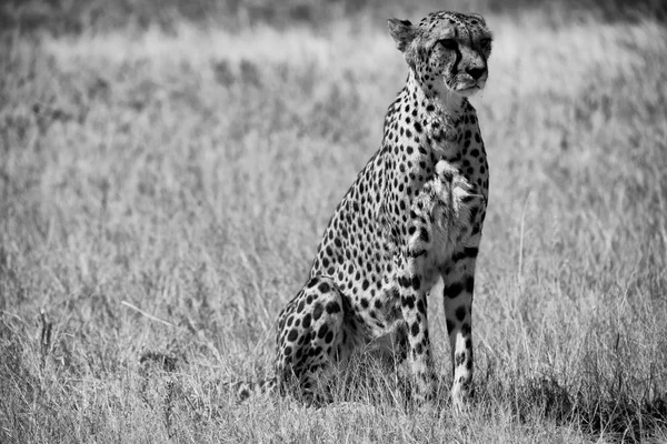 Un ghepard în alb și negru la etosha parc național namibia africa — Fotografie, imagine de stoc