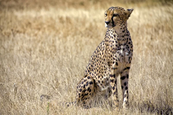 Cheetah na trawie w parku narodowym etosha namibia — Zdjęcie stockowe