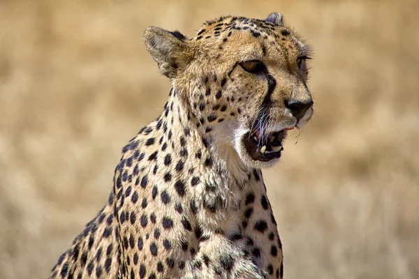Un guepardo gritando en etosha parque nacional namibia africa — Foto de Stock