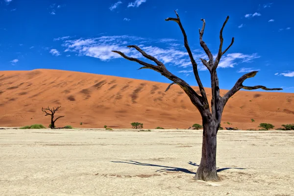 Uma árvore morta em deadvlei namib naukluft park namibia áfrica oeste — Fotografia de Stock
