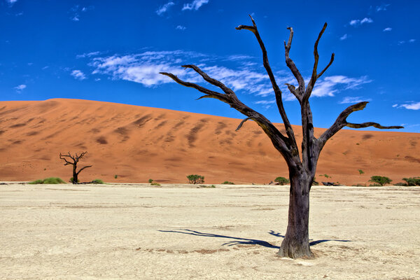 A dead tree in deadvlei namib naukluft park namibia africa west