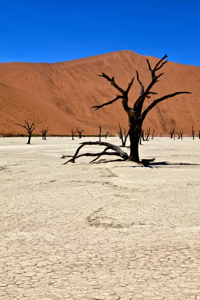 Uma árvore morta em deadvlei namib naukluft park namibia — Fotografia de Stock