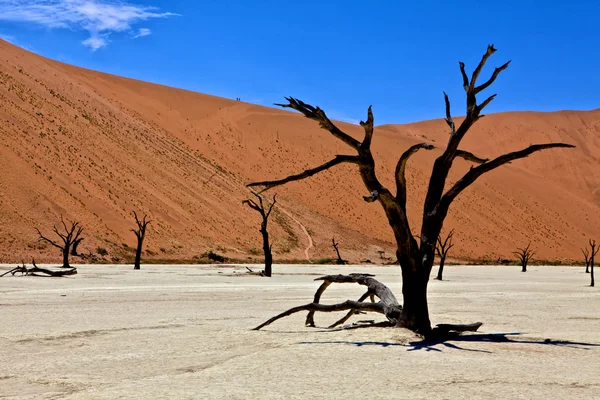 Zmarłe drzewo w parku namib-naukluft deadvlei — Zdjęcie stockowe