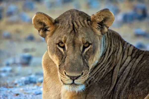 Egy arc, egy oroszlán, az etosha nemzeti parkban Namíbia Afrikában — Stock Fotó