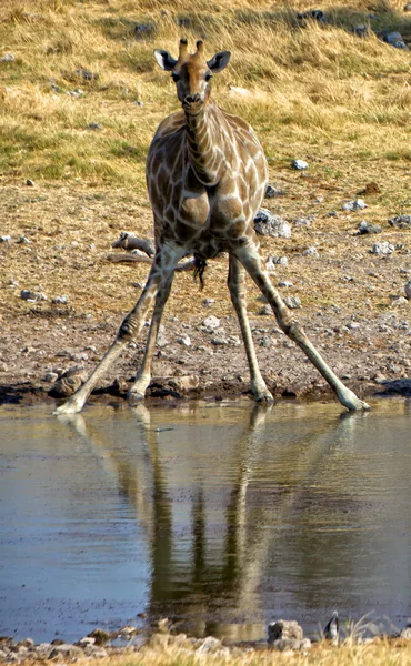 Uma girafa tomada de surpresa no parque nacional de etosha namibia — Fotografia de Stock
