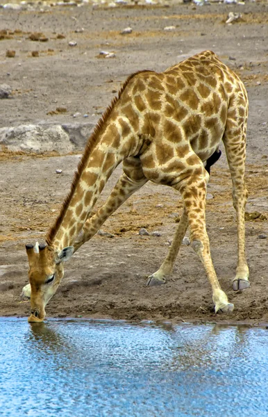 A giraffe drinking water in etosha national park namibia — Stock Photo, Image