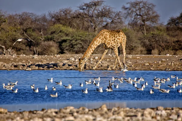 Una jirafa agua potable en un pozo de agua en el parque nacional etosha namibia —  Fotos de Stock