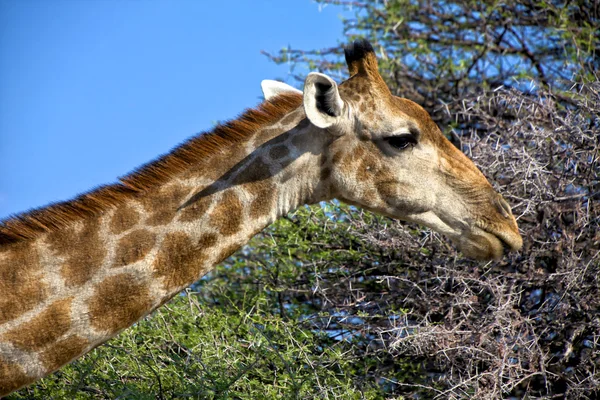 Uma girafa comendo uma árvore no parque nacional de etosha namibia áfrica — Fotografia de Stock