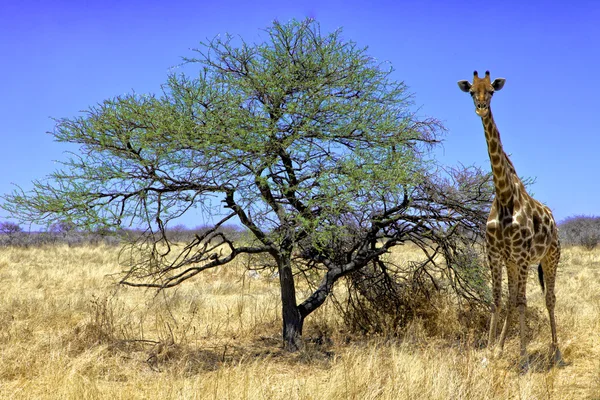 Μια καμηλοπάρδαλη κοντά σε ένα δέντρο εθνικό πάρκο etosha Ναμίμπιας — Φωτογραφία Αρχείου
