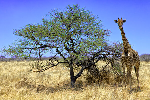 A giraffe near a tree in etosha national park namibia