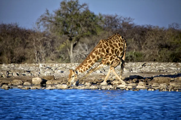 Żyrafa trudny do picia wody w parku narodowym etosha namibia — Zdjęcie stockowe