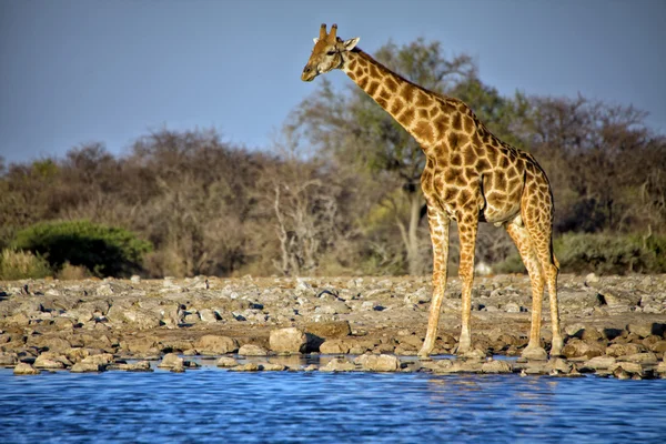 Una jirafa de pie cerca de un pozo de agua en el parque nacional etosha —  Fotos de Stock