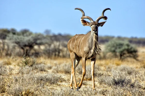 Um grande kudu no parque nacional de etosha namibia — Fotografia de Stock